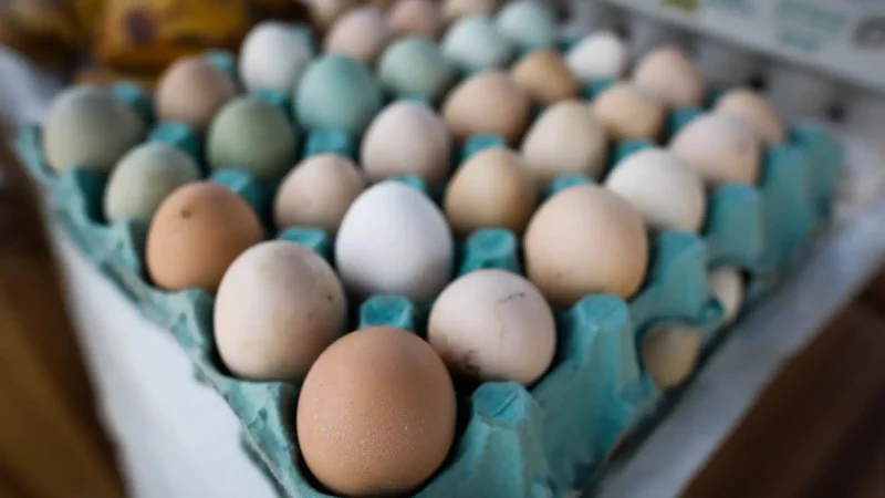 Pequenos produtores de ovos estão liberados de carimbar a casca do alimento