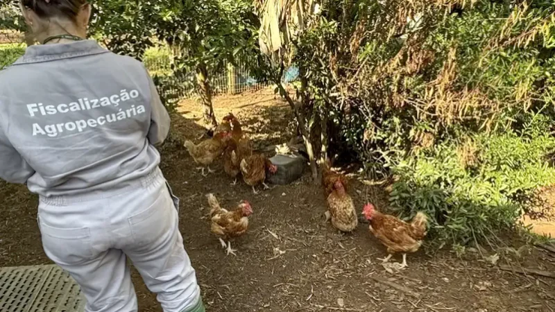 Gripe aviária: Reino Unido e México retiram restrições ao Brasil