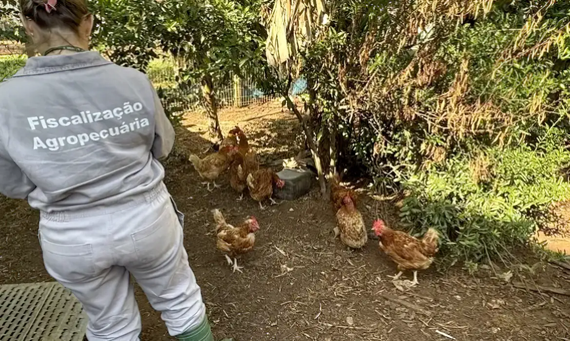 Gripe aviária: Reino Unido e México retiram restrições ao Brasil