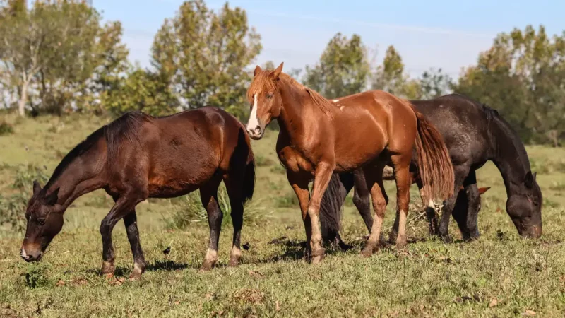 Ração contaminada com substância tóxica mata 284 cavalos