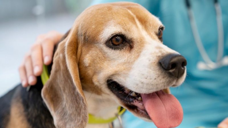 Campo-larguenses podem inscrever cães e gatos em programa estadual de castração gratuita