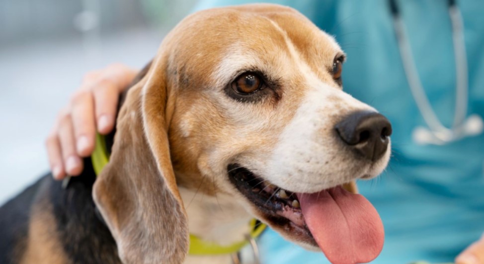 Campo-larguenses podem inscrever cães e gatos em programa estadual de castração gratuita