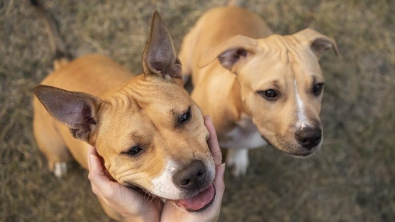 Políticas públicas de cuidado animal são ampliadas em Campo Largo com o lançamento do Programa Cuida Pet