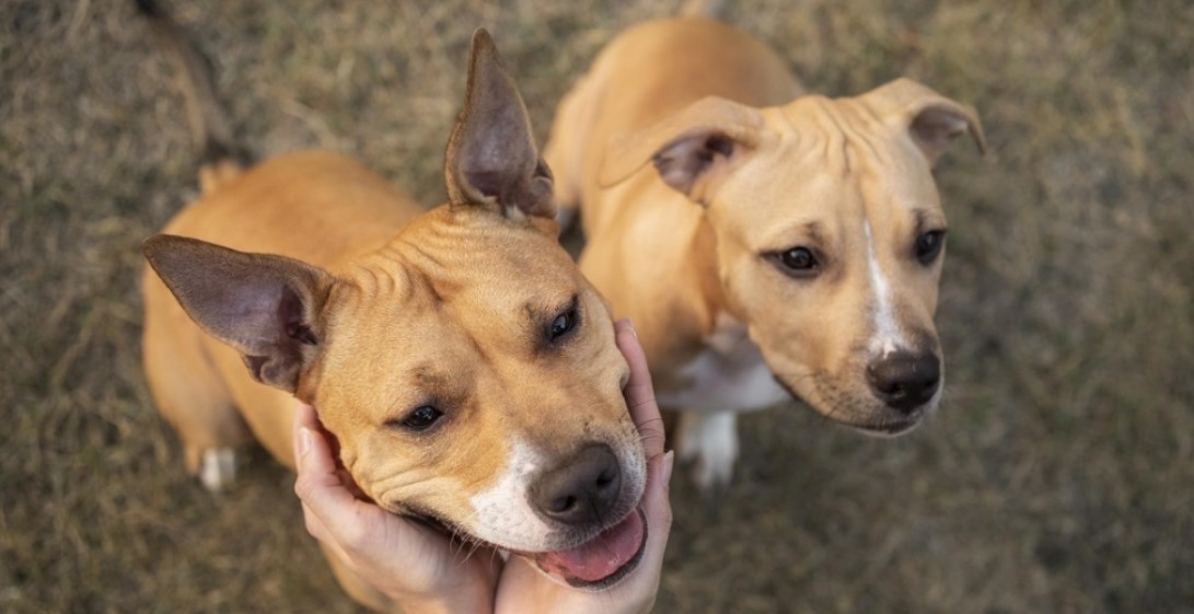 Políticas públicas de cuidado animal são ampliadas em Campo Largo com o lançamento do Programa Cuida Pet
