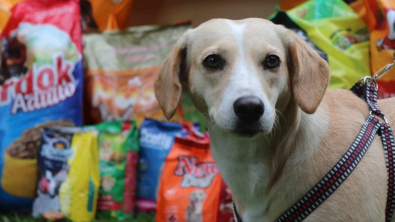 Banco de Ração de Campo Largo distribui quase 30 toneladas de alimentos para cães e gatos em um ano