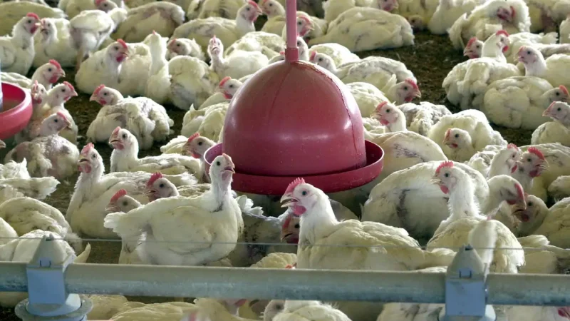 União Europeia pode retomar compra de frango e mel do Brasil
