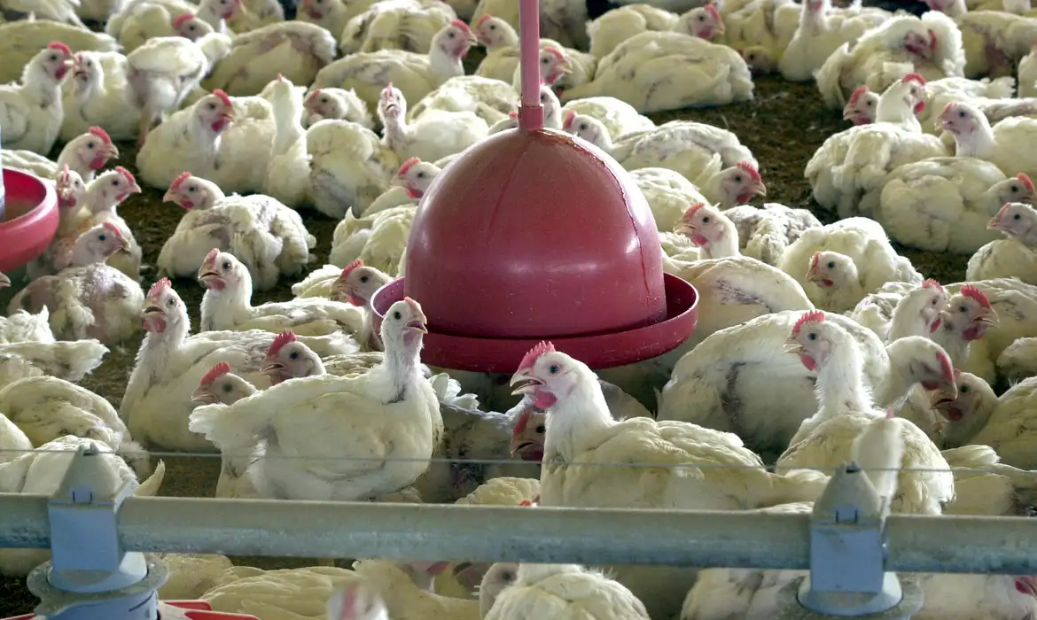 União Europeia pode retomar compra de frango e mel do Brasil