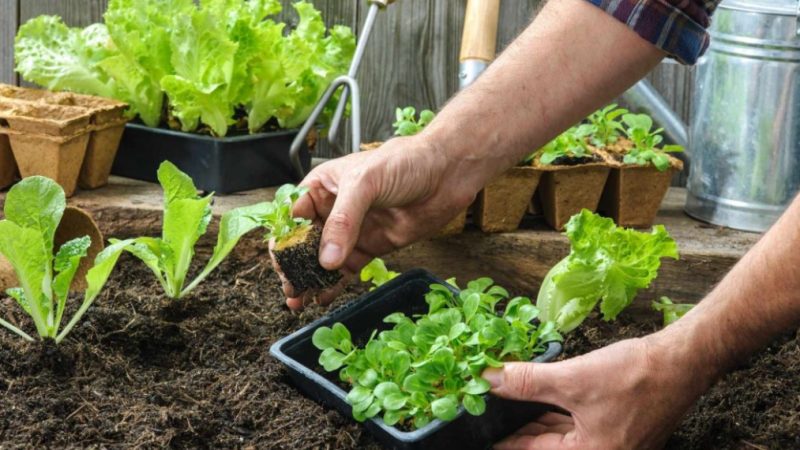 Campo Largo abre inscrições para programa que distribuirá kits para hortas domiciliares