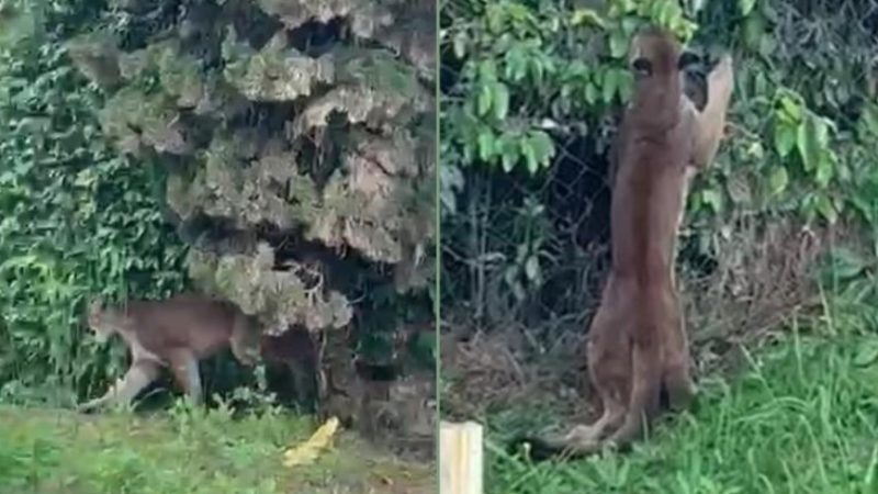 Onça parda é flagrada caminhando próxima à zona rural de Campo Largo