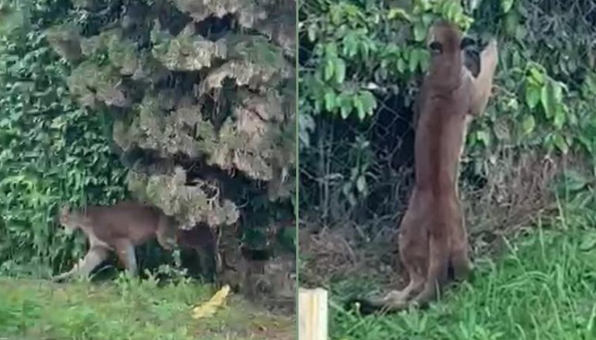 Onça parda é flagrada caminhando próxima à zona rural de Campo Largo